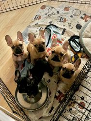 Very Reasonable Frenchies!