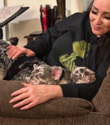 AKC Lilac Merle designer puppies