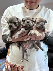 two female three male！ adorable puppies