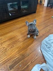Great Frenchie Male