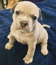 French bully mix