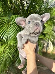 8 week old AKC registered lilac and blue French bulldogs available
