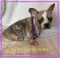 French Bulldog Puppies. Watch the Video.