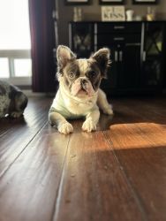 Frenchie for sale!!
