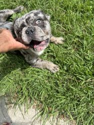 Merle fluffy Frenchie need home