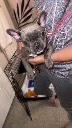 Adorable Frenchie - 1,000 or best offer