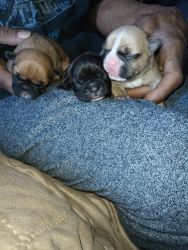 Newborn Frenchie pups