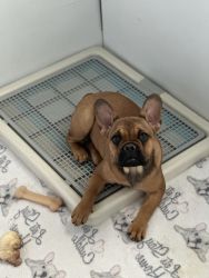 Frenchie Pup Available for adoption