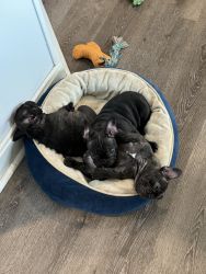 3, 6 week old French Bulldogs