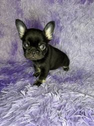 French bull dogs for sale