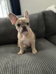 Sage the Frenchie