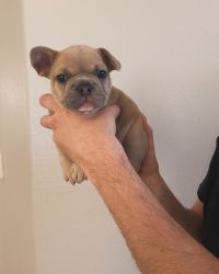 5 week old Frenchie