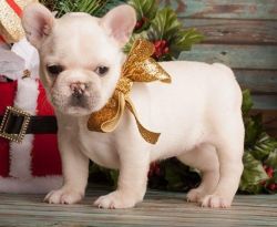 Outstanding French Bulldog Puppies For Sale