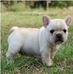Affectionate French Bulldogs For Sale