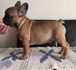 Triple Carrier Sable Frenchie Fawn Male