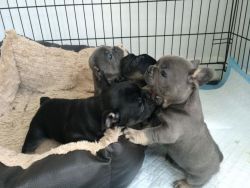 zxdgbf male and female french bulldog puppies