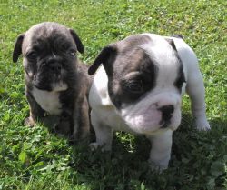 French Bulldog puppies males and females