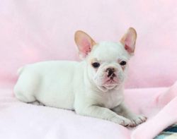 Stunning Male Frenchton Puppy for Sale