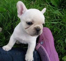 French Bulldog Puppies for adoption
