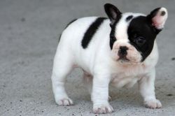 French Bulldog Puppy -