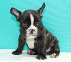 Magnificent French Bulldog Puppies For Sale