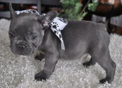 blue french bulldog pups for sale