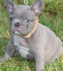 2 Healthy French Bulldog puppies available