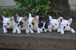 Gorgeous Akc Reg French Bulldog Puppies