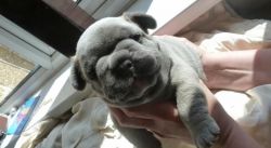 Outstanding male and female french bulldog puppies