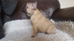 Marvelous French Bulldog Puppies Available