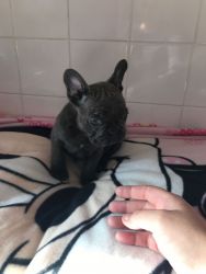 Now 8 Weeks - Quality French Bulldog Puppies