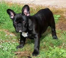 Gorgeous French Bulldog Puppies available