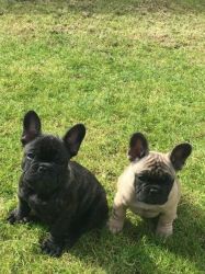 Kc Registered French Bulldog Pups For Sale