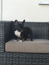 French Bulldogs Puppies for sale