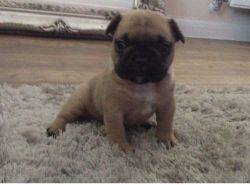 Now Sold Blue French Bulldog