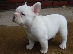 Home raised darling French Bulldog puppies for sale