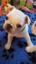 French Bulldogs Available!!!