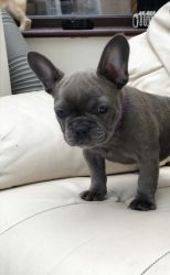 Open To Offers 2 AKc Frenchi Boyand a girl Left 11weeks Old