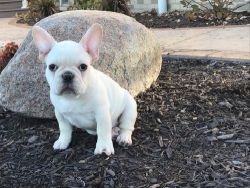 Awesome beautiful French Bulldog puppies with lovable spirit