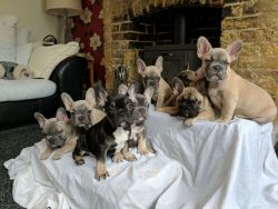 5 Frenchies For Sale
