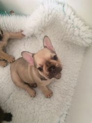 Quality French Bulldogs For Sale Triple Carriers