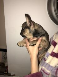 Lovely French Bulldog puppies available