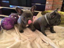 French Bulldog Puppies Excellent Quality