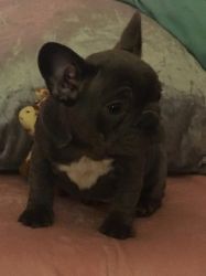 french puppies for sale
