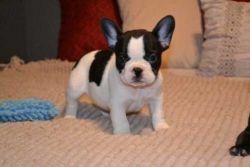 **Wonderful French B.u.l.l.d.o.g Puppies for lovely homes