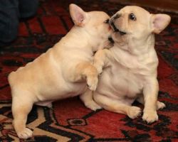Affectionate French Bulldog Puppies For Adoption