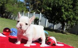 CCC french bulldogs