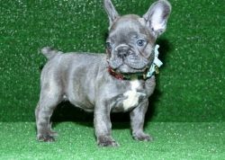 French bulldog up for stud