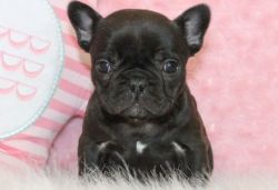 Nice and Loving Family 	French Bulldog Puppies