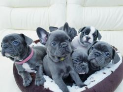 Adorable AKC French Bulldog Puppies. Call or text +1(3xx) xx6-5xx1